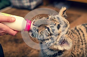 Photo where a tiger cub drinks milk from a bottle