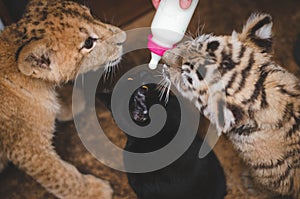 Photo in which a lion cub a tiger cub and a domestic cat sniff a bottle with a pacifier and milk