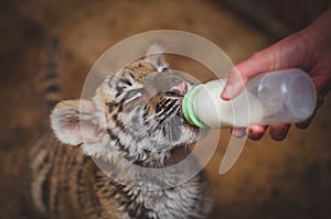 Photo in which a tiger cub drinks milk from a nipple