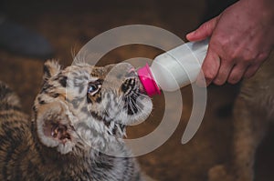 Photo in which a tiger cub drinks from a nipple