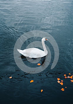 Photo of white beautiful and elegant swan swimming on the river with crystal blue water. Vertical photo of single swan with orange