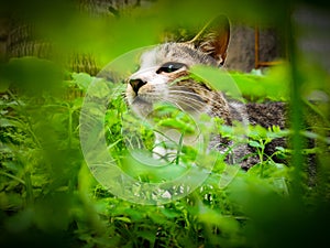 Photo of a white, brown and gray color patterned cat through green grass.