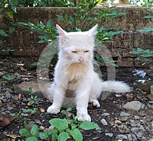 photo of a white cat