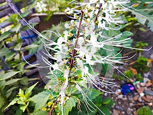 Photo of a white cat whiskers plant.