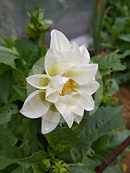 Photo of a white dahlia. One flower on a background of dark green leaves in the garden or vegetable garden. White openwork petals