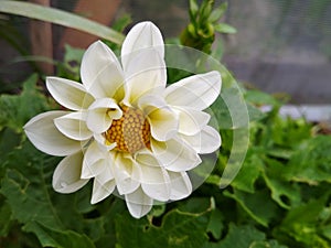 Photo of a white dahlia. One flower on a background of dark green leaves in the garden or vegetable garden. White openwork petals