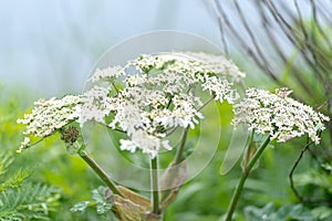 Photo of white flowers against the grass background