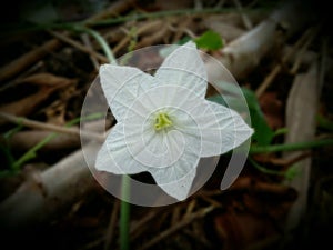 photo of white flowers of beautiful wild plants on the edge of the forest