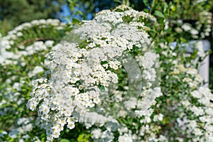 Photo of white flowers on a bush in a garder