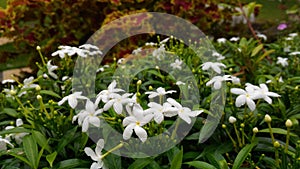 Photo of white flowers in the garden under the name Tabernaemontana divaricata