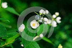 Photo of white flowers and green leaves on the branches. Background out of focus