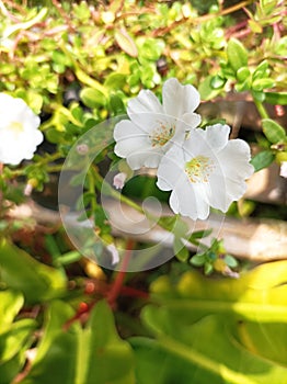 photo of white flowers in my house, this is an ornamental plant hanging in a pot that looks beautiful when it blooms