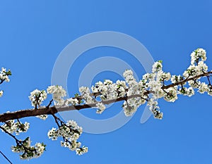 Photo White flowers. Spring tree. New life. Blue sky, sun. Wallpaper floral background. Rays of light. Sunlight, effect, sunray