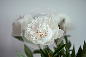 Photo of white fluffy peonies on white background
