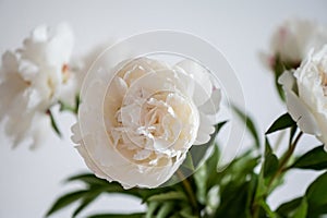 Photo of white fluffy peonies on white background