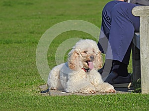 Poodle dog resting in park