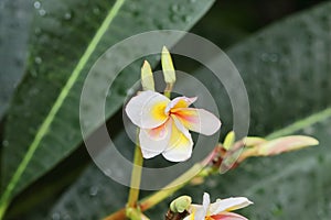 Photo of white jasmine Champa flower blooming in the garden