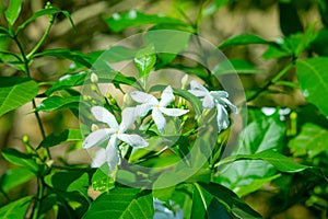 photo of white jasmine spring flower blooming in the garden