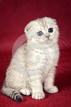 White kitten scottish fold cat on a red background photo