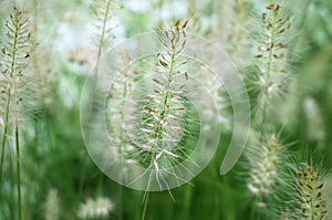 Cleseup of white Knotroot Foxtail, Slender Pigeongrass flower photo