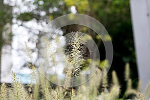Cleseup of white Knotroot Foxtail, Slender Pigeongrass flower photo