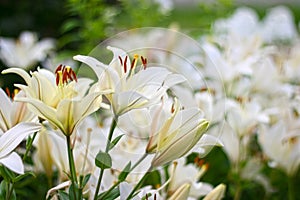 Photo of white lily flowers in the garden with green background. Summer concept. Floral background for web site, greeting card, ba
