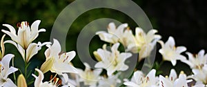 Photo of white lily flowers in the garden with green background. Summer concept. Floral background for web site, greeting card, ba