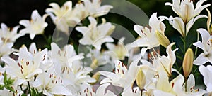 Photo of white lily flowers in the garden with green background. Summer concept. Floral background for web site, greeting card, ba