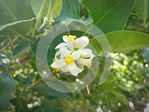 Photo of white lime flowers that are blooming around my yard Masukan Orang juga bertanya