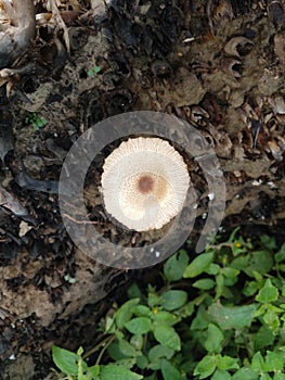 photo of white mushroom with a combination of brown color growing on the burnt coconut roots in the forest