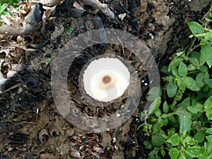 photo of white mushroom with a combination of brown color growing on the burnt coconut roots in the forest