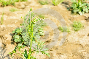 Photo of white mustard in the farm