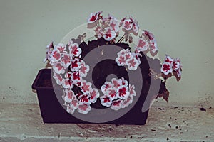 Photo of white pelargonium in a pot