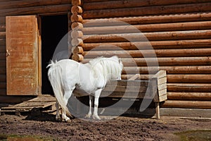 Photo of white pony eating at stable