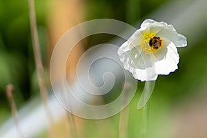 Photo of the white poppy with the bee in close up