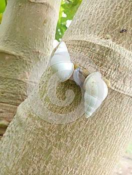 photo of white snails mating on a papaya tree trunk