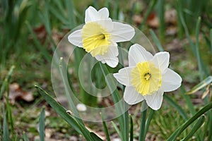 Photo of white and yellow large cup flowers narcissus, cultivar Ice Follies. Background Daffodil narcissus with green