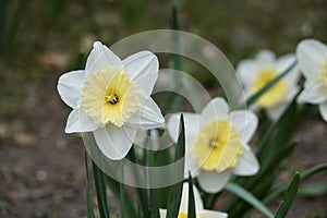 Photo of white and yellow large cup flowers narcissus, cultivar Ice Follies. Background Daffodil narcissus with green