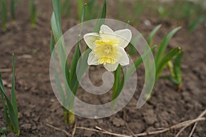 Photo of white and yellow large cup flowers narcissus, cultivar Ice Follies. Background Daffodil narcissus with green