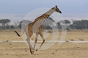 Photo of a Wild Giraffe in Africa