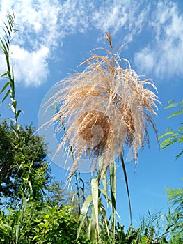 photo of wild grass flower blue sky cloudy white background