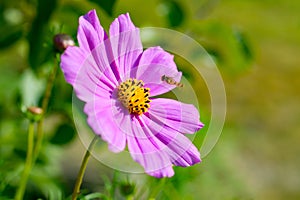 Photo of wild wasp flying into a bright pink flower Cosmos Bipi