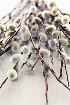 Willow Catkins photo