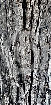 Photo of willow tree bark. Closeup texture