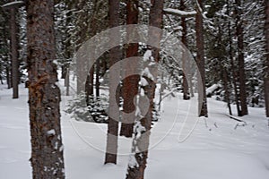 Photo of Winter Forest of Subalpine Fir and Limber Pine in Echo Lake Colorado USA