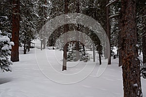 Photo of Winter Forest of Subalpine Fir and Limber Pine in Echo Lake Colorado USA