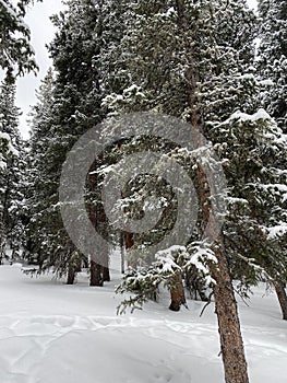 Photo of Winter Forest of Subalpine Fir and Limber Pine in Echo Lake Colorado USA