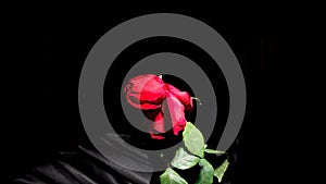 Photo of the withered red rose on black