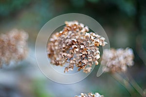 Photo of wonderful dried flower close-up