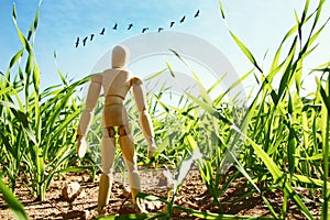 photo of wooden dummy standing in field looking forward at flying birds. think big and dream concept.